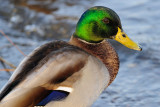 Mallard 