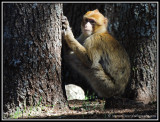 barbary macaque