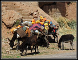 berber nomad family