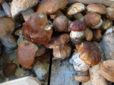 Mushrooms Garfagnana - Toscana