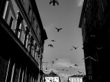 The flight of Pigeons