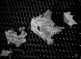 Shadows of leaves