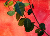 Seeing Red