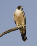 Peregrine Falcon, juvenile.