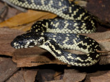 Broad-headed Snake, Hoplocephalus bungaroides