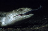 Common Bluetongue, Tiliqua scincoides