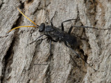 Pompeid Wasp- Spider Hunter