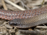 Aprasia parapulchella, Pink-tailed worm-lizard