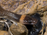 Orange-naped Snake, Furina ornata