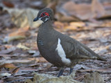 Partridge Pigeon or Ragul