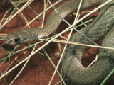 Ringed Brown Snake, Pseudonaja modesta