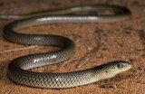 Unusual Delma inornata