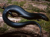 Cyclodomorphus casuarinae