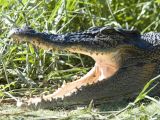 Estuarine Crocodile or Ginga