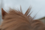 DSC_1242.jpg