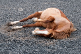 DSC_1366.jpg