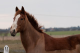DSC_1453.jpg
