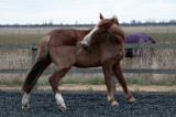 DSC_1506.jpg