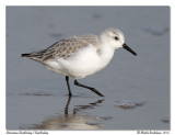 Bcasseau sanderling <br> Sanderling