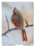 Cardinal rouge <br> Northern Cardinal