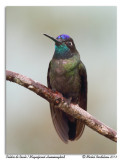 Colibri de Rivoli<br/>Magnificent Hummingbird