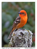 Tangara  dos ray<br/>Flamed-colored Tanager