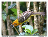 Tangara  dos ray<br/>Flamed-colored Tanager