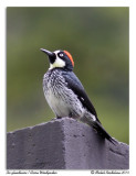 Pic glandivore<br/>Acorn Woodpecker