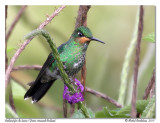 Brillant fer-de-lance<br/>Green-crowned 