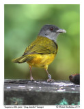 Tangara  tte grise<br/>Gray-headed Tanager