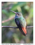 Ariane  ventre gris<br/>Rufous-tailed Hummingbird