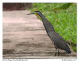 Onor du Mexique<br/>Bare throated Tiger Heron