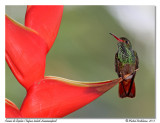 Ariane de sophie<br/>Rufous-tailed Hummingbird
