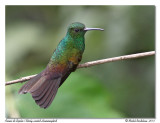 Ariane de sophie<br/>Rufous-tailed Hummingbird