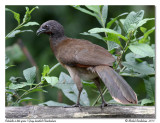 Ortalide  tte grise<br/>Gray-headed Chachalaca