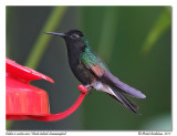 Colibri  ventre noir<br/>Black-bellied Hummingbird