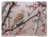 Bruant hudsonien<br>American Tree Sparrow