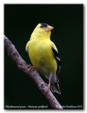 Chardonneret jaune - American goldfinch