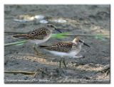 Bcasseau minuscule - Least Sandpiper