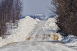 _SDP2603.jpg   Country Roads in Central Alberta