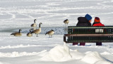 _SDP2622.jpg Candids Viewing the Geese at By the Lake Park, Wetaskiwin