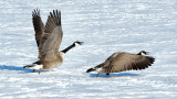 _SDP2689.jpg  Canada Geese at the By the Lake Park in Wetaskiwin