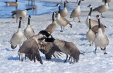 _SDP3158pb.jpg   WWF Geese Style