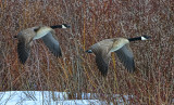 _DSC0271pb.jpg  Pussy Willows and Canada Geese