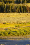 Roaming herds of American Bison (aka buffalo)