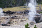 Grazing near