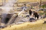 Bison coming closer...
