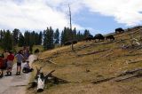 More grazing