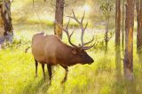 A male Roosevelt Elk stops traffic