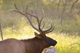 Roosevelt Elk